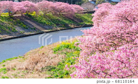 南伊豆町・下賀茂の河津桜 南伊豆町・下賀茂の河津桜 68110164