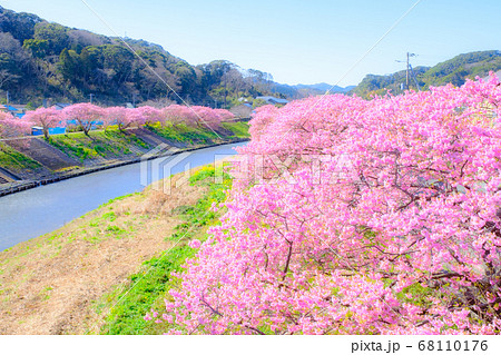 南伊豆町・下賀茂の河津桜 (ソフトフォーカス) 南伊豆町・下賀茂の河津桜 (ソフトフォーカス) 68110176
