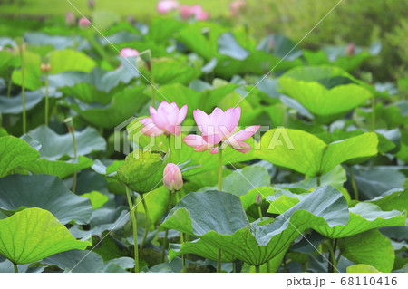 ピンク色のハスの花 ピンク色のハスの花 68110416