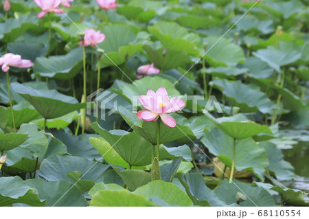 ピンク色のハスの花　 68110554
