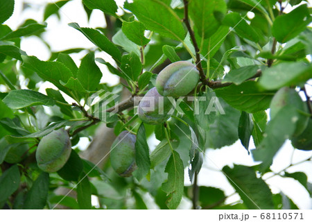 プルーンの実 68110571