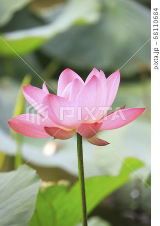 ピンク色のハスの花　　 68110684