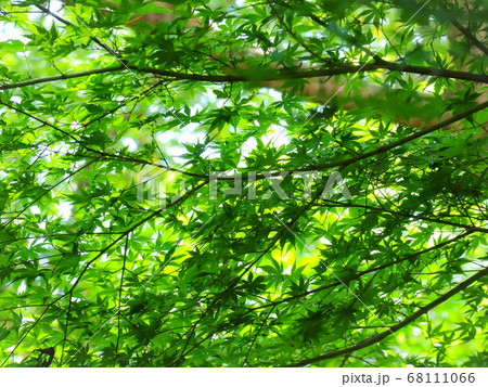 日の光に照らされた青紅葉 68111066