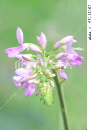 フジカンゾウの花　クローズアップ写真 68111106