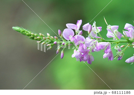 フジカンゾウの花 総状花序の先端部分をクローズアップ フジカンゾウの花 総状花序の先端部分をクローズアップ 68111186