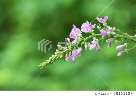 フジカンゾウの花　総状花序の先端部分をクローズアップ 68111187