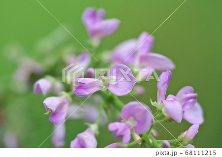 フジカンゾウの花　クローズアップ写真 68111215