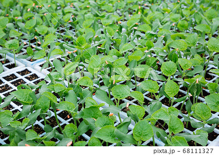 Green young cucumber seedlings growing in greenhouse Green young cucumber seedlings growing in greenhouse 68111327