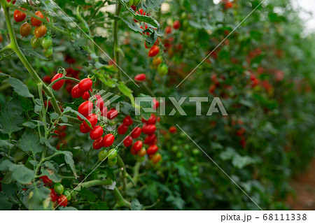 Red grape tomatoes ripening in clusters in glasshouse Red grape tomatoes ripening in clusters in glasshouse 68111338