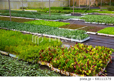 Growing seedlings of vegetables at plant nursery 68111379