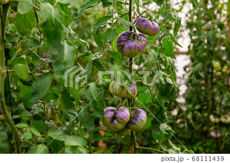 Blue ripe tomatoes grow on branches in greenhouse Blue ripe tomatoes grow on branches in greenhouse 68111439