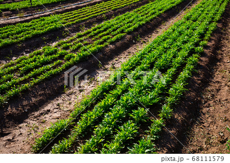 Growing of green arugula on farm field 68111579