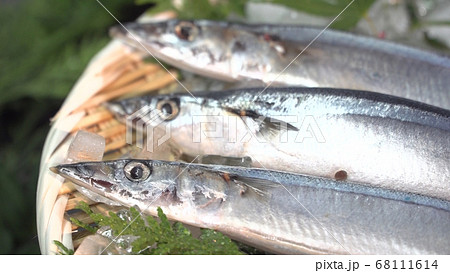 秋の味覚 / さんま 68111614