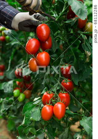 Hand in glove cutting tomatoes from branch 68112286