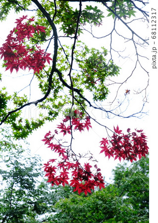 もみじ 68112317