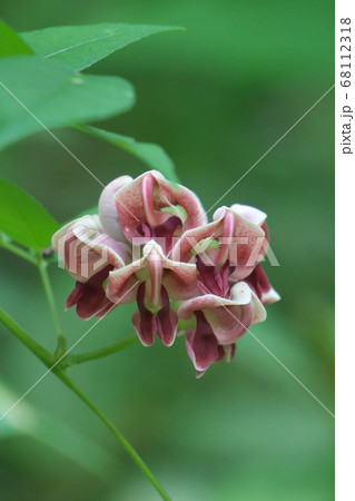 アメリカホドの花 68112318