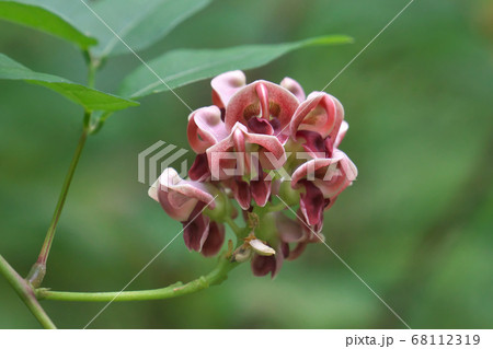 アメリカホドの花 68112319