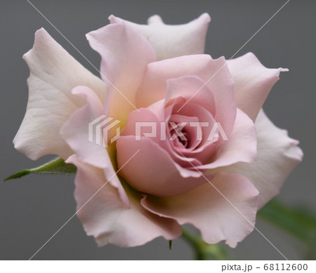 ピンクの薔薇の花クローズアップ ピンクの薔薇の花クローズアップ 68112600