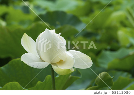 蓮 夏 花 68113080