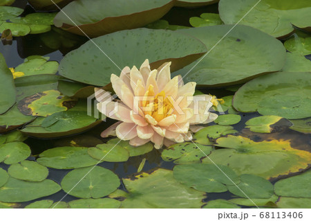 蓮 花 植物 68113406