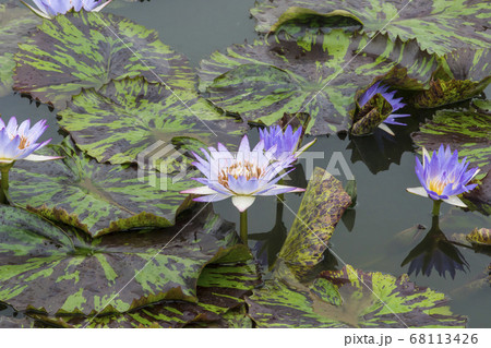 蓮 花 植物 68113426