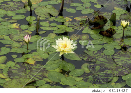 蓮 花 植物 68113427