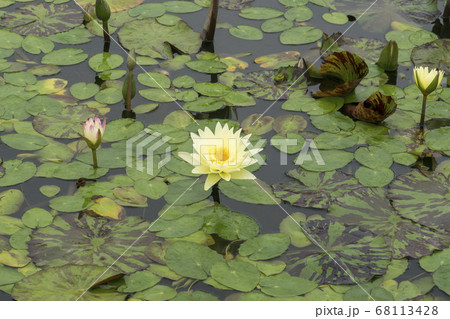蓮 花 植物 68113428