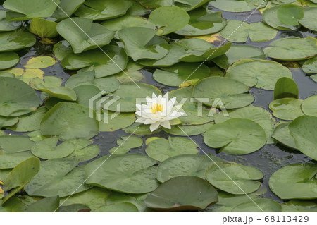 蓮 花 植物 68113429