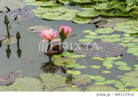 蓮 花 植物 68113432