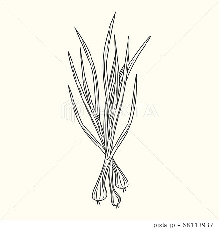 Green onion ink sketch isolated. Monochrome food ingredient. Natural organic fresh food. 68113937