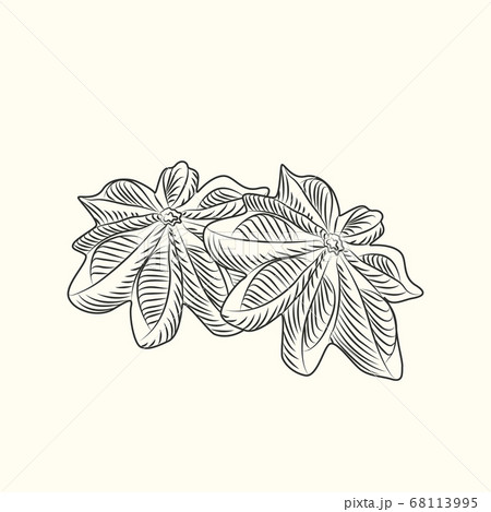 Hand drawn badian . Dry anise isolated on background. 68113995