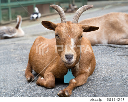ヤギ 68114243