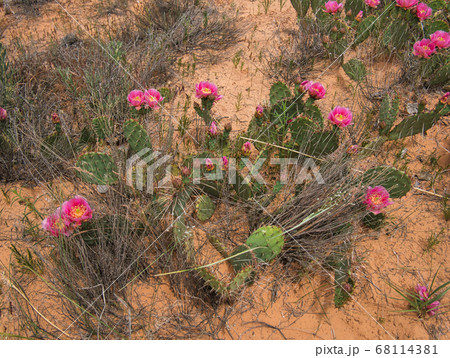 Sandy soil with dry blades of grass and flowers 68114381
