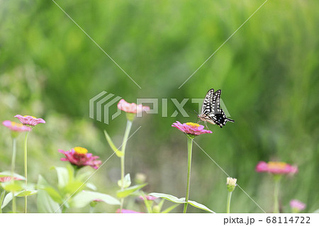 花の蜜を吸うアゲハ蝶の写真素材