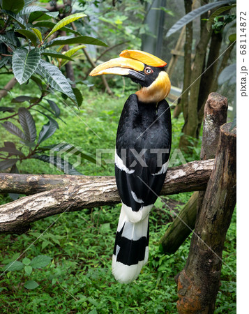 オオサイチョウ 68114872