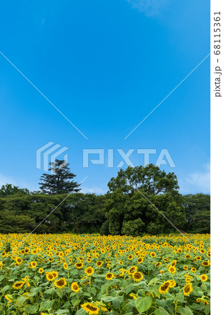 埼玉県幸手市 県営権現堂公園のひまわり畑の写真素材