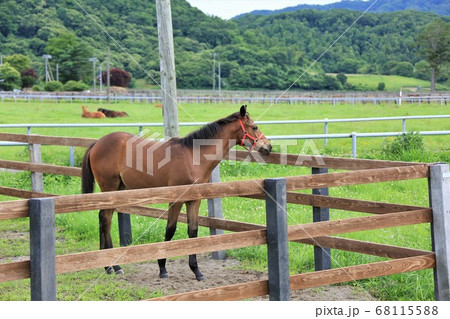 馬・サラブレッド 68115588