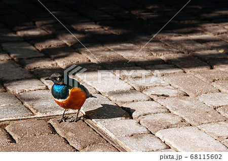Superb starling bird blue neck with yellow chest. 68115602