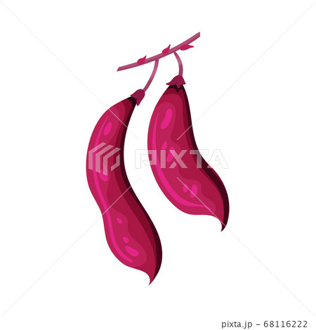 Grain Legume or Pulse Crop with Pod and Beans Vector Illustration 68116222