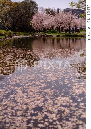 散り始めの桜のリフレクションと水面に浮かぶ花びら・大阪桜ノ宮 散り始めの桜のリフレクションと水面に浮かぶ花びら・大阪桜ノ宮 68116439
