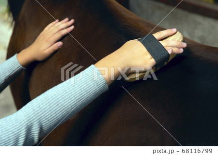 Selective focus. Girl grooming horse with brush. Children on ranch 68116799