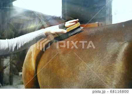 Selective focus. Girl grooming horse with brush. Children on ranch 68116800