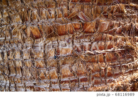 palm tree trunk texture palm tree trunk texture 68116989