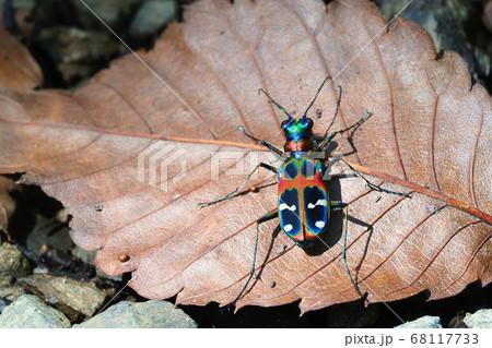 ナミハンミョウ 68117733