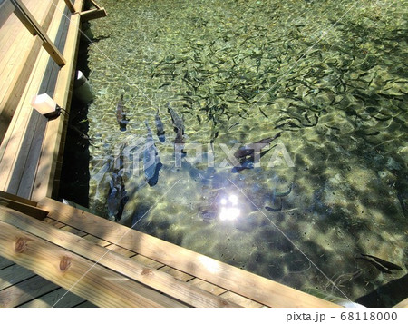 森の中の養魚場 噴水が印象的 素材 背景 阿久根市 鹿児島県 森の中の養魚場 噴水が印象的 素材 背景 阿久根市 鹿児島県 68118000
