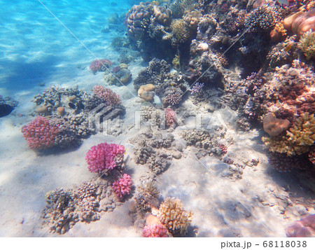 coral reef in egypt coral reef in egypt 68118038