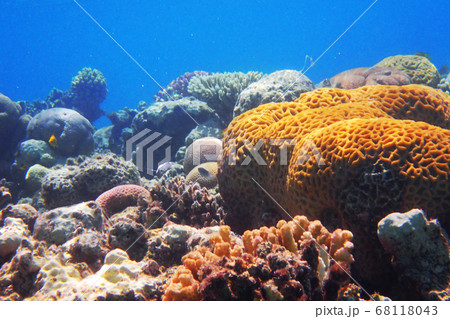coral reef in egypt coral reef in egypt 68118043