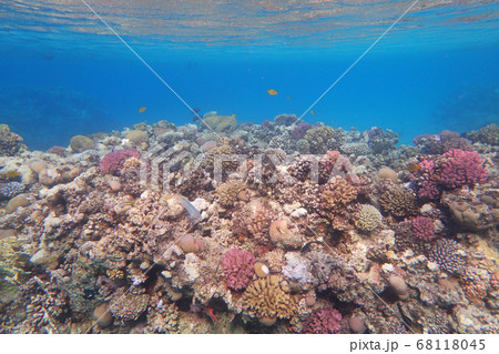 coral reef in egypt coral reef in egypt 68118045