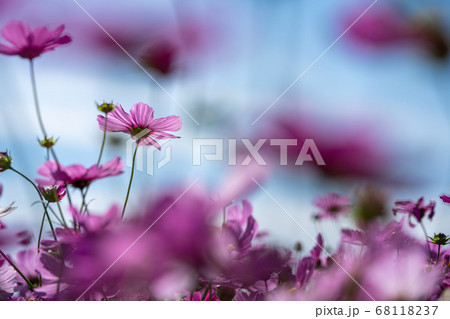 コスモス畑 花畑 コスモス アキザクラ 秋桜 コスモス畑 花畑 コスモス アキザクラ 秋桜 68118237