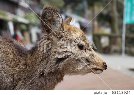 奈良公園の鹿生え変わり 68118924